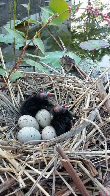 Water Bird Family Διαμέρισμα Toucheng Εξωτερικό φωτογραφία