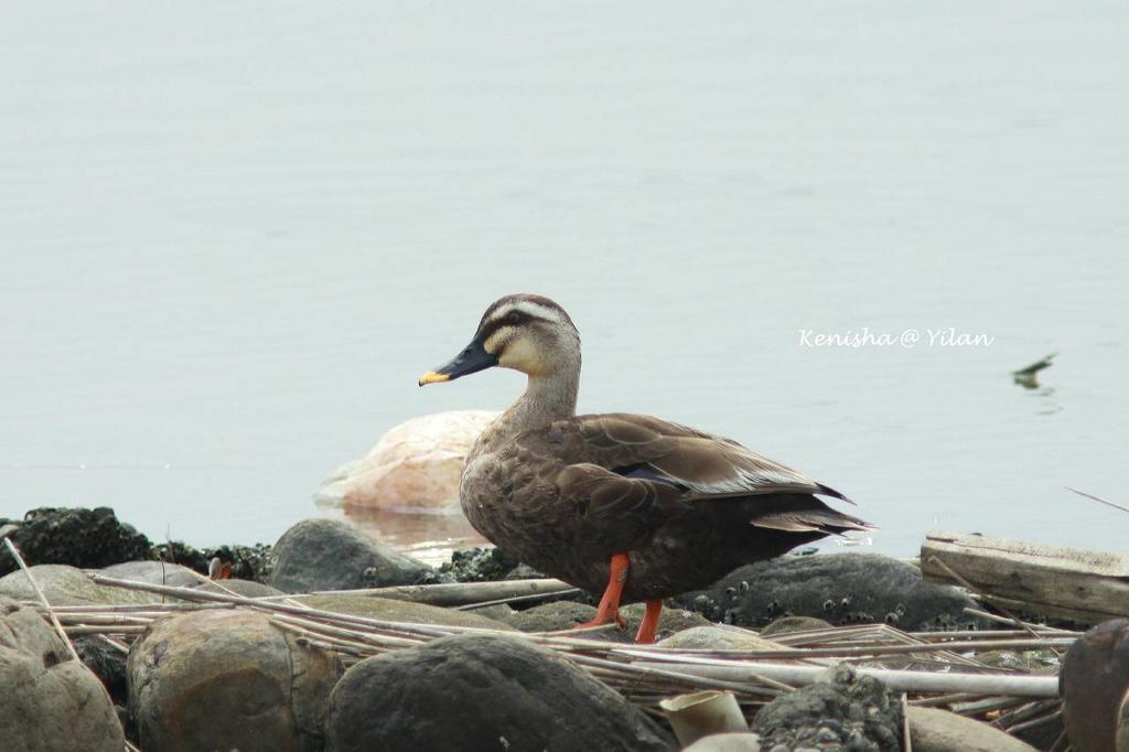 Water Bird Family Διαμέρισμα Toucheng Εξωτερικό φωτογραφία