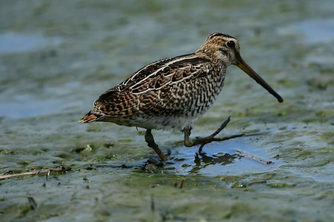 Water Bird Family Διαμέρισμα Toucheng Εξωτερικό φωτογραφία